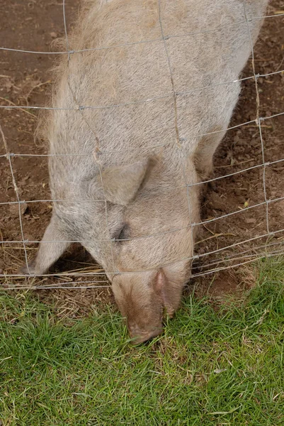 Eine Vertikale Aufnahme Eines Rosafarbenen Schweins Mit Einer Schnauze Unter — Stockfoto
