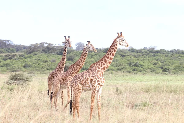 Tre Giraffe Nel Parco Nazionale Nairobi — Foto Stock