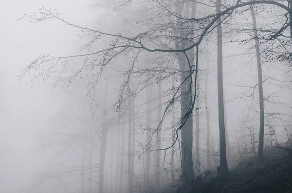 多雾天气下在森林里爬树枝的风景 — 图库照片