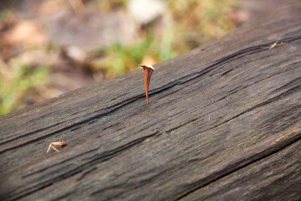 Primer Plano Pequeña Espiga Madera — Foto de Stock