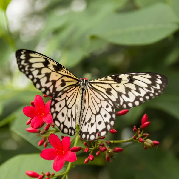 Nahaufnahme Eines Schmetterlings Auf Einer Blume — Stockfoto