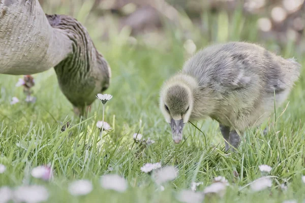 Eine Mutter Und Küken Enten Auf Der Futtersuche Auf Einem — Stockfoto