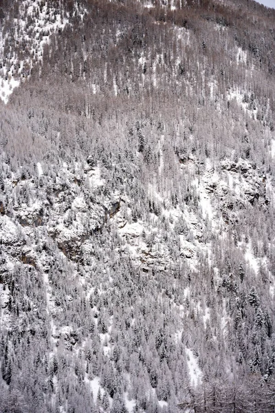 Grayscale Shot Snowy Forested Mountains — Stock Photo, Image