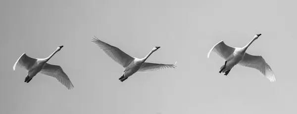 Una Vista Cisnes Tundra Volando Cielo Despejado —  Fotos de Stock