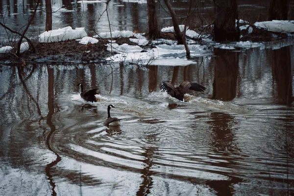 Tres Hermosos Gansos Brent Nadando Lago Nevado Kent Trails Michigan —  Fotos de Stock