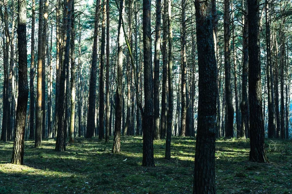 Nce Ağaçlı Güneşli Yeşil Bir Orman — Stok fotoğraf