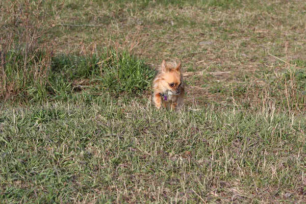 Chihuahua Aux Cheveux Longs Sur Terrain — Photo