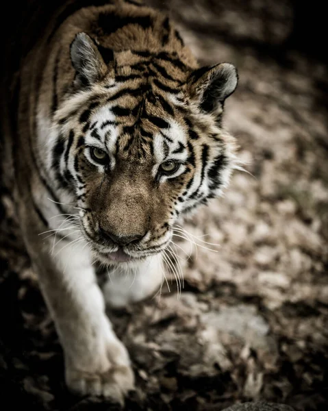 Una Selettiva Una Potente Tigre — Foto Stock