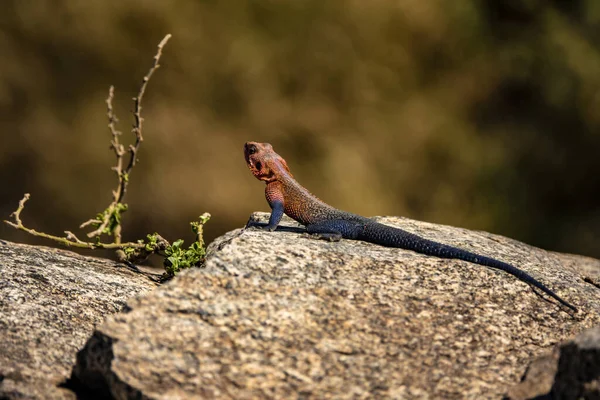 Nahaufnahme Einer Agamideidechse Auf Einem Felsen Wald — Stockfoto