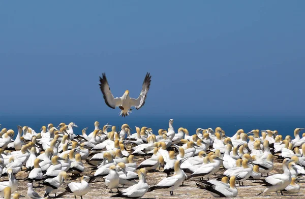 Flock Northern Gannets New Zealand — Stock Photo, Image