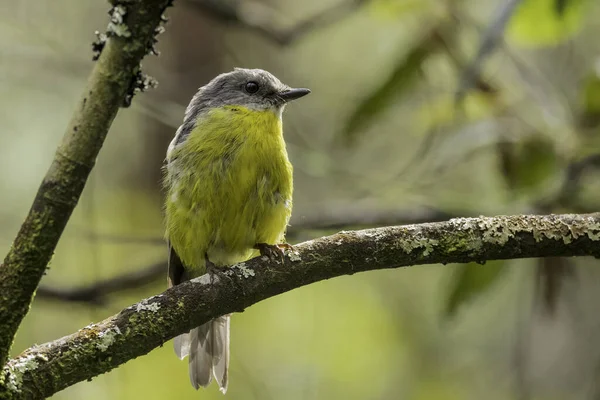 オーストラリア東部の黄色いロビンの鳥のクローズアップ — ストック写真
