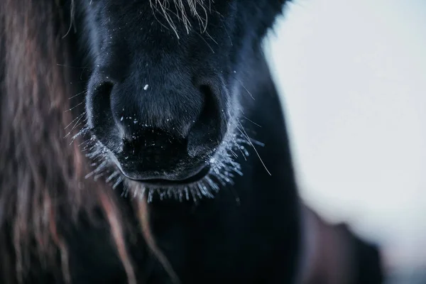 森林里一匹漂亮的黑马的嘴角和鼻孔的特写 — 图库照片
