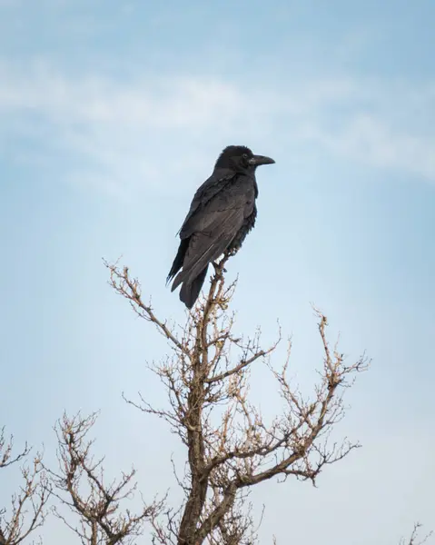 Vertikal Bild Svart Korp Uppflugen Ett Träd Molnig Himmel Bakgrund — Stockfoto