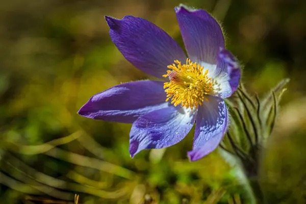 Detailní Záběr Kvetoucího Fialového Východního Pasquefloweru — Stock fotografie