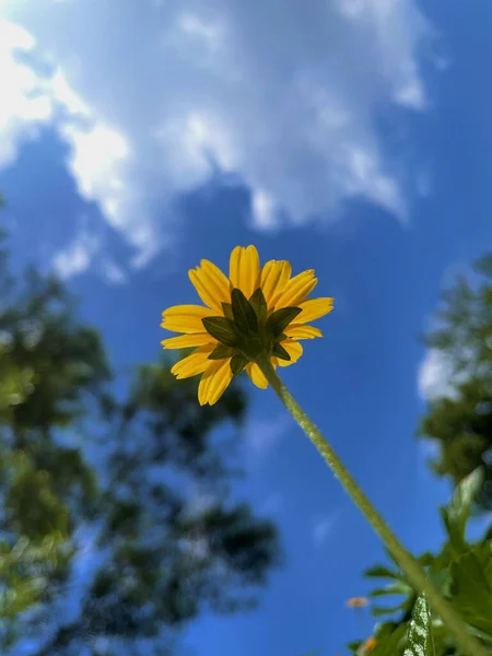 Egy Alacsony Szögű Felvétel Egy Sárga Kis Virágról Kék Felhős — Stock Fotó