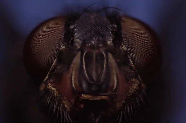 Uma Foto Macro Uma Pequena Mosca Fundo Embaçado — Fotografia de Stock