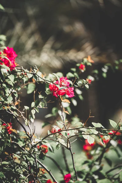 Ein Vertikaler Schuss Wilder Rosa Rosen Wächst — Stockfoto