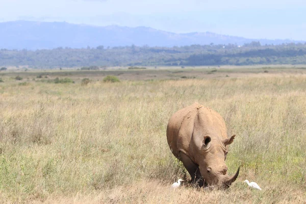 Big Rhinoceros Two White Birds Safari Nairobi National Park — Stock Photo, Image