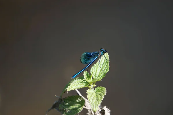 Μια Επιλεκτική Φωτογραφία Μιας Μπλε Λιβελούλας Πράσινα Φύλλα — Φωτογραφία Αρχείου
