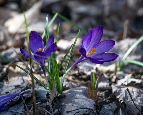 Ein Flacher Fokus Einer Blauen Blume — Stockfoto