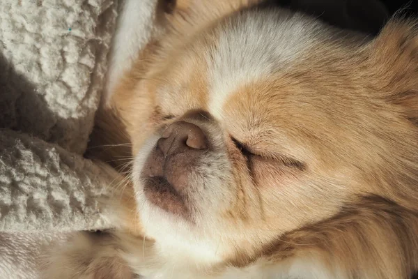 Japanese Chin Chihuahua Dog Sleeping — Stock Photo, Image