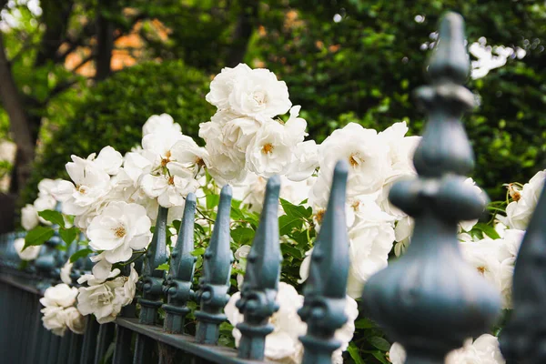 Big White Roses Blooming Garden — Stock Photo, Image
