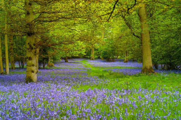 Festői Kilátás Kék Mezei Virágok Fák — Stock Fotó