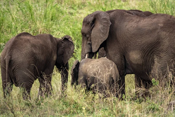 タンザニアのセレンゲティ国立公園のサファリの象の家族 — ストック写真