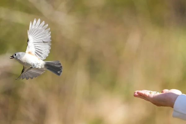 Eine Selektive Hand Mit Samen Füttert Einen Vogel — Stockfoto