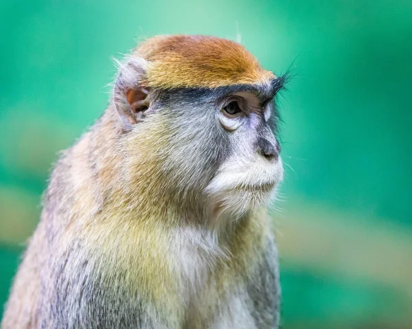 Seletivo Macaco Patas Comum Erythrocebus Patas — Fotografia de Stock