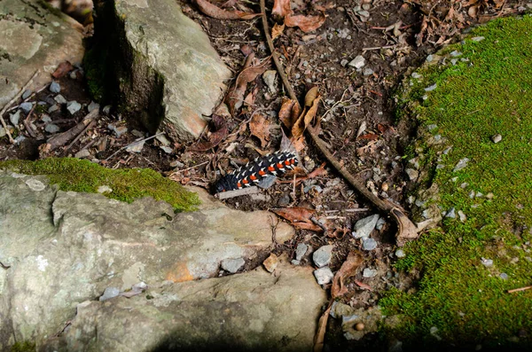 Top View Caterpillar Parnassius Apollo — Stock Photo, Image