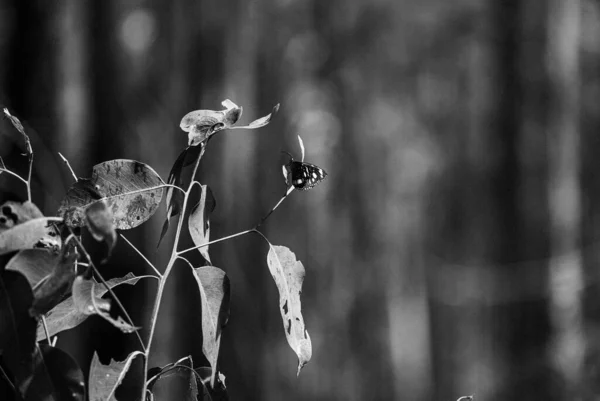 Szary Kadr Pięknego Motyla Lepidoptera Suchym Liściu Lesie — Zdjęcie stockowe