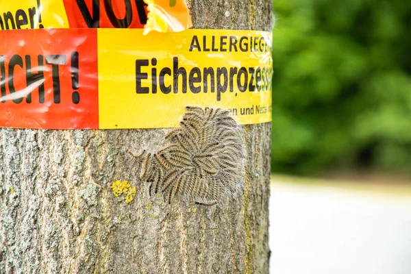 オークの行列スピナーによるアレルギーの危険性に注意してください ドイツ語で 毛虫や巣に触れないでください — ストック写真