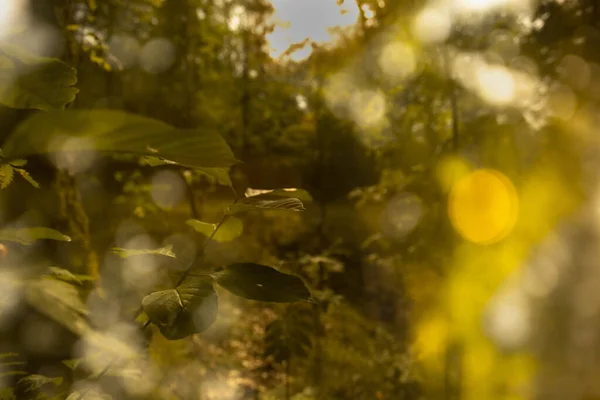 Ein Malerischer Blick Auf Grüne Pflanzenblätter Einem Wald Auf Verschwommenem — Stockfoto