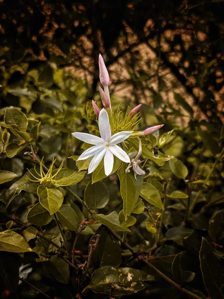 Eine Vertikale Aufnahme Einer Weißen Jasminblüte Mit Grünen Blättern Auf — Stockfoto