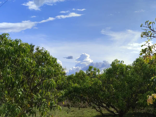 Une Belle Vue Paysage Avec Des Arbres Verts Contre Ciel — Photo