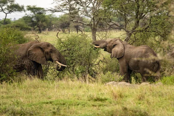 Dois Grandes Elefantes Safári Parque Nacional Serengeti Tanzânia — Fotografia de Stock