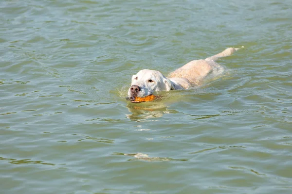 Labrador Retriever Swimming Green Waters Canal Orange Toy Its Mouth — Stock Photo, Image