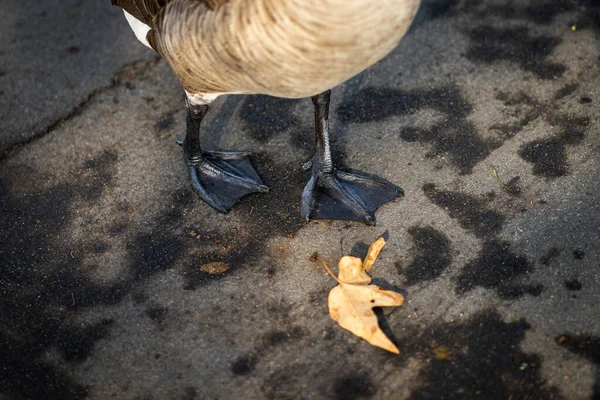 Closeup Shot Black Feet Goose Tri City Park California — Stock Photo, Image
