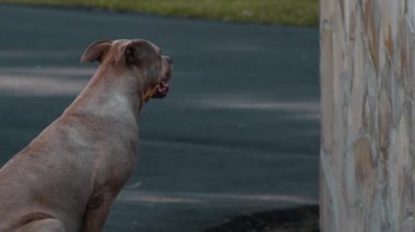 Kahverengi bir pitbull 'un yakın çekimi yola bakıyor ve beyaz bir bizon yaklaşıyor.