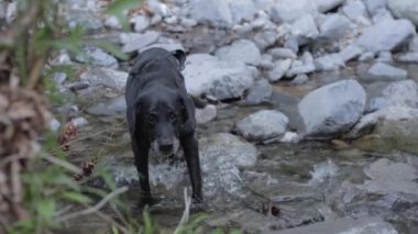 Suyun içinde oynayan sevimli siyah bir Labrador köpeği.