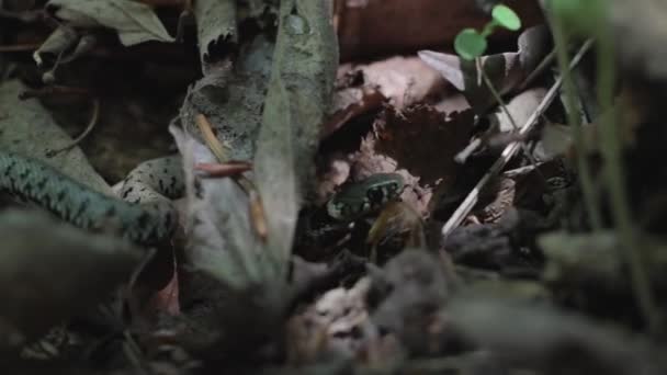 Primo Piano Serpente Natrix Una Foresta Autunnale — Video Stock