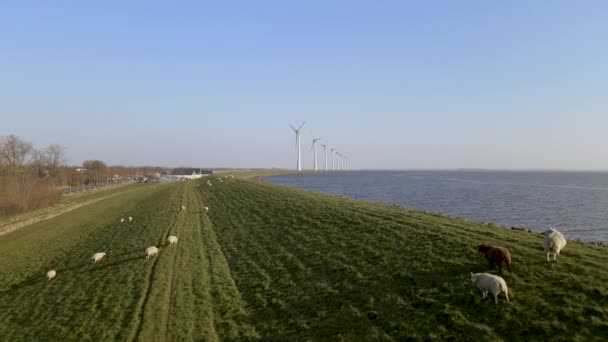 Flygfoto Över Fårflock Gräsbevuxen Kulle Landet — Stockvideo