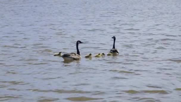 Καναδάς Geese Ζουν Ένα Μεγάλο Αριθμό Οικοτόπων Κοντά Στο Νερό — Αρχείο Βίντεο