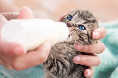 Birinin elinden süt içen tekir kedi yavrusunun yakın çekimi..