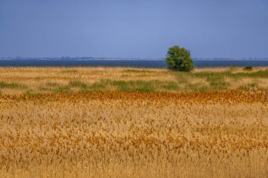 Dobrogea İlçesi Romanya 'da güzel bir vadi görüntüsü