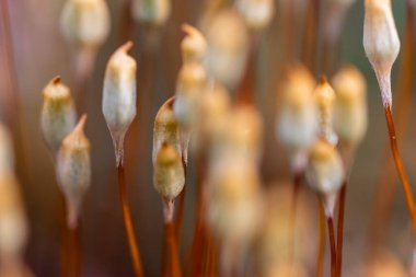 Polytrichum topluluğunun seçici odak noktası