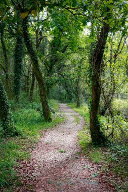 Güneşli bir günde büyük ağaçların olduğu bir ormanda güzel bir yol manzarası.