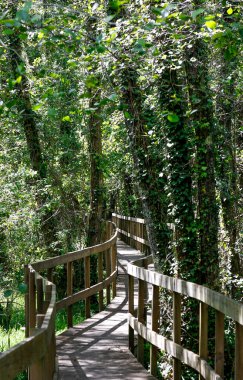 Manzaralı bir orman yolunun dikey görüntüsü.