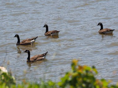 Kanada kazları, Branta kanadensis Hudson Nehri 'nde.
